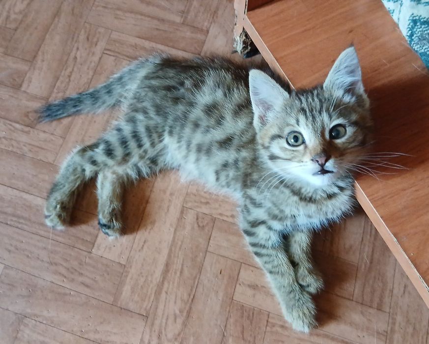 Отдам котёнка-мальчика
