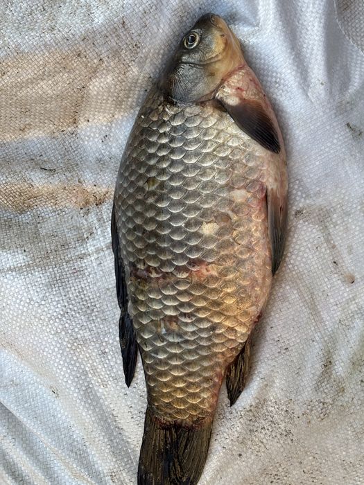 Карась 1200, сазан 2500кг, жыланбалықтар 1200 ірі балықтар