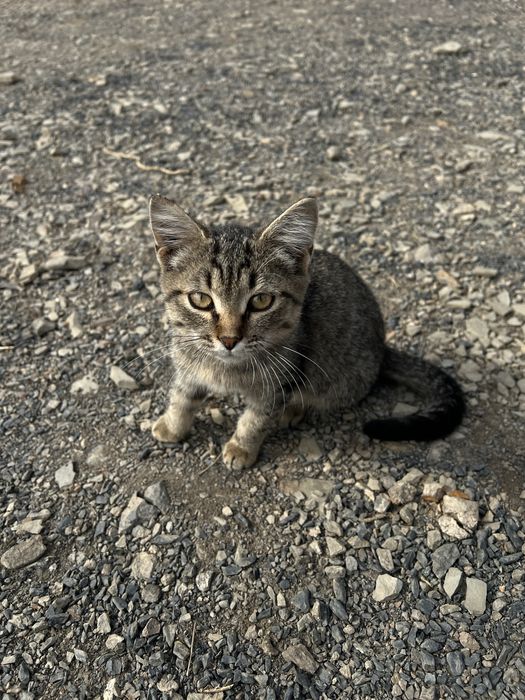 Котенок в добрые руки