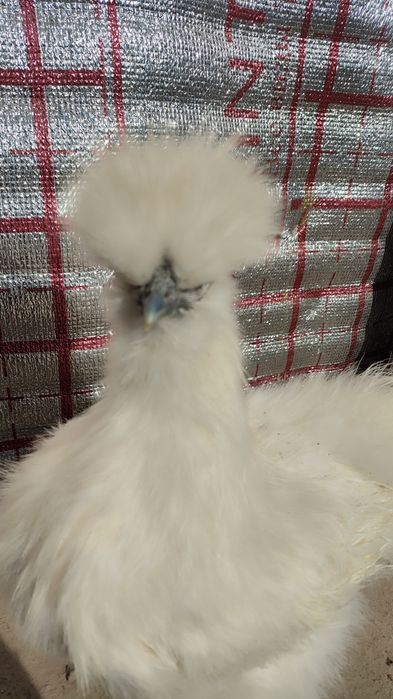 Inkubatorga tuxum sholk toza qon