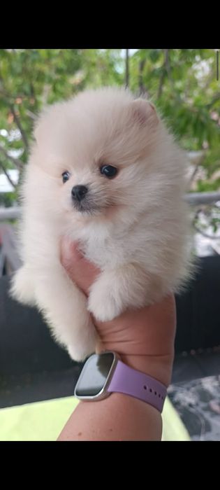 Продам щенков цверг шпица