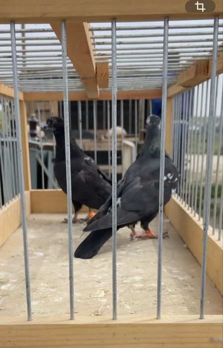 Голуби бакинцы молодые