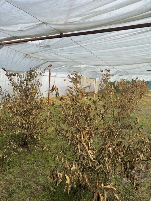 Тёплица асакада сотилади