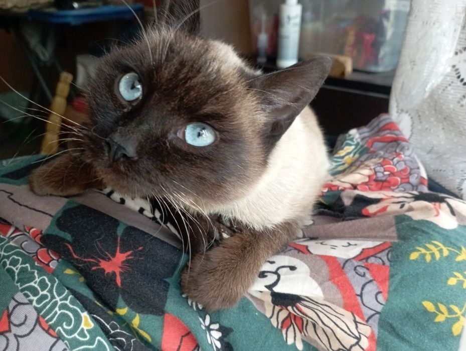 Отдам котёнка сиамский.