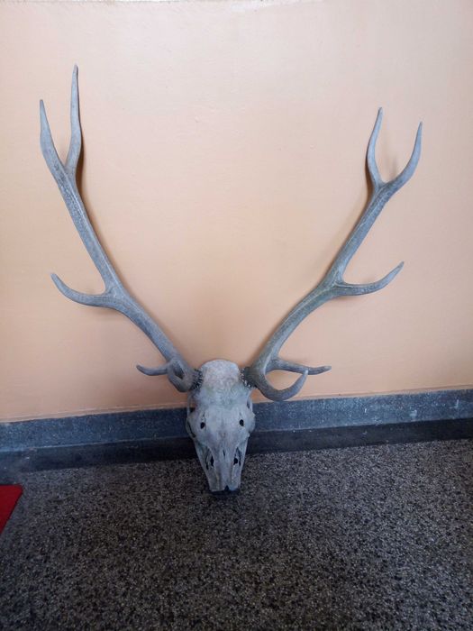 Продавам запазени еленови рога