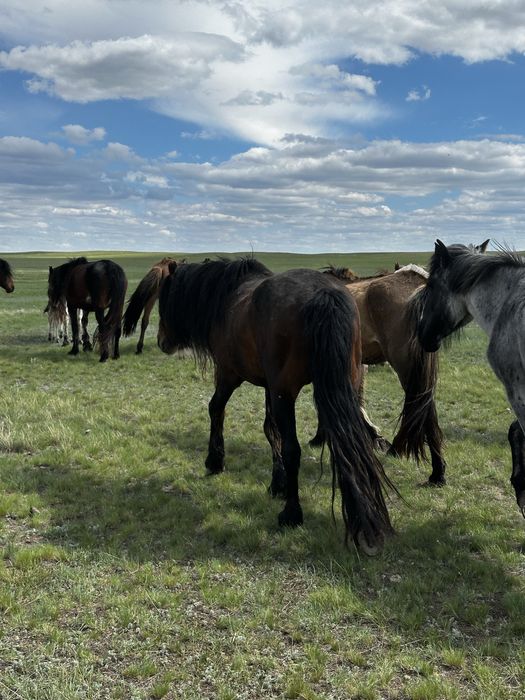 5 жасар Айғыр сатылады