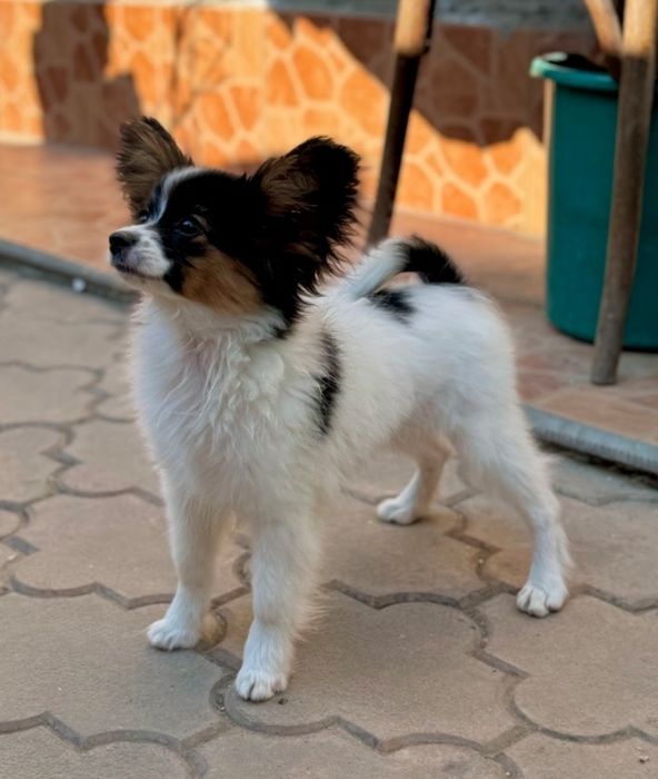 Papillon mascul 5 luni