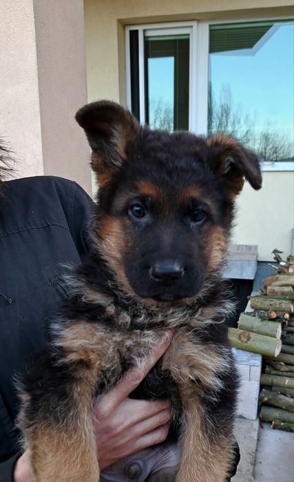 Развъдник за немски овчарки