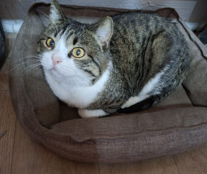 Ищем дом для кота