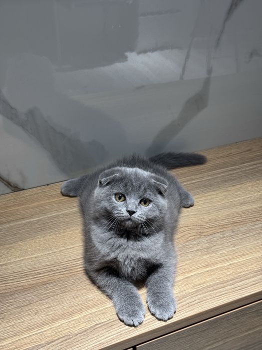 Скоттиш фолд котята