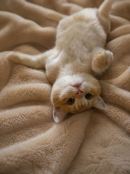 3 британски котета