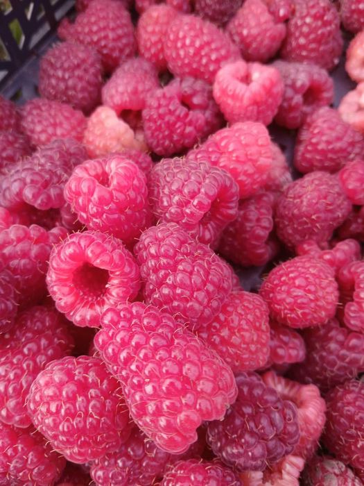 Уникален ЦЕЛОГОДИШЕН Разсад Корени - Ягоди и Малини