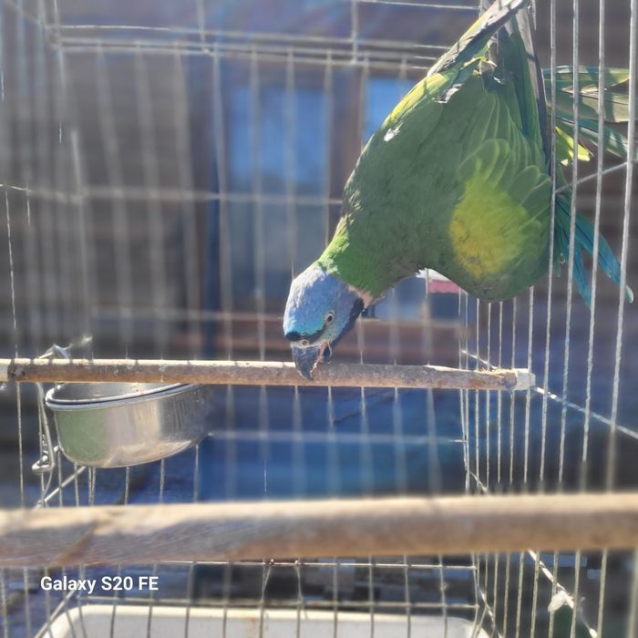 Китайски Александър с клетка(Psittacula derbiana)
