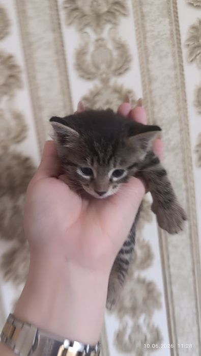 Продаются котята