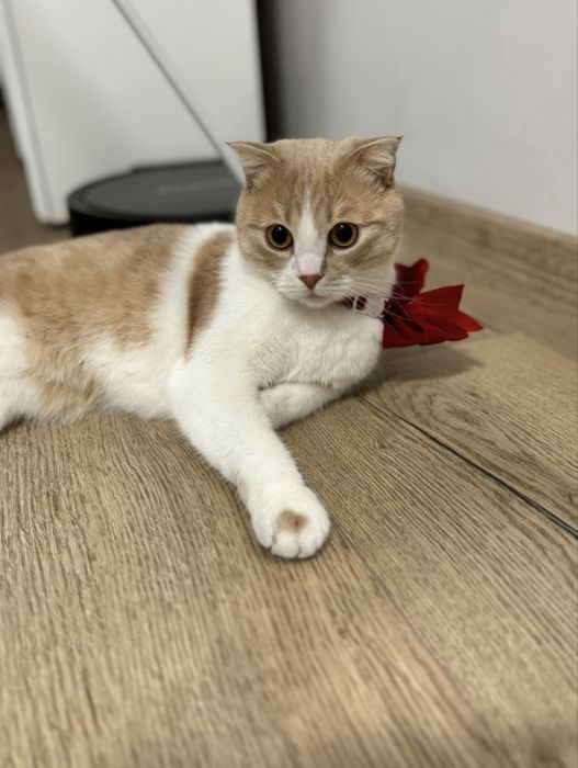 Клепоухата котка Бела