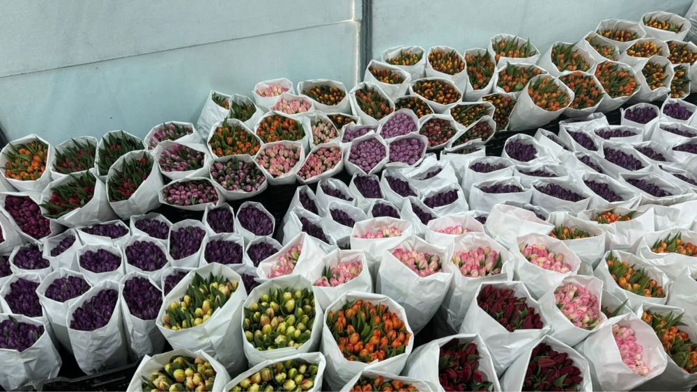 Тюльпаны оптом с теплицы