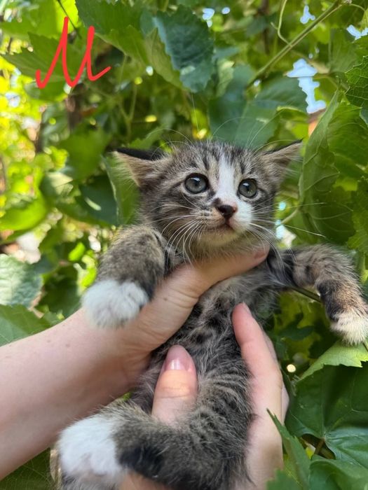 Продам котят в добрые руки