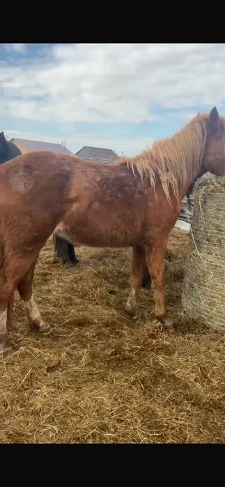 Продам кобыл.   .