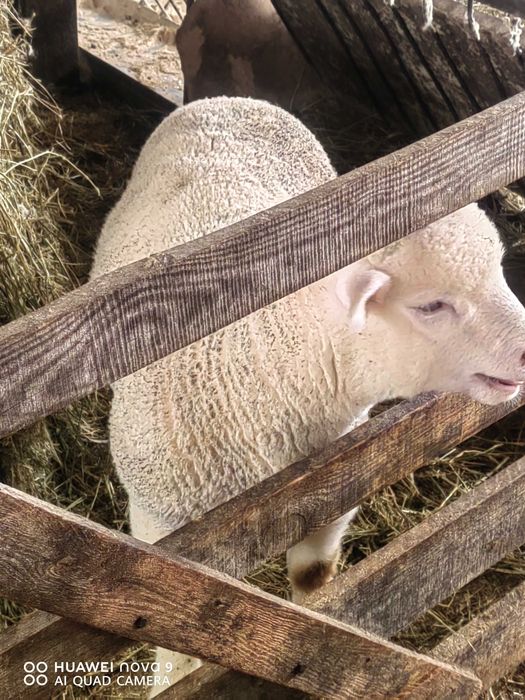 Продавам  агнета