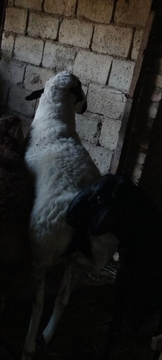 Oq qo'chqor sotiladi