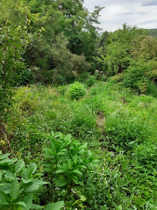 Teren Sosea Principala Dedulesti