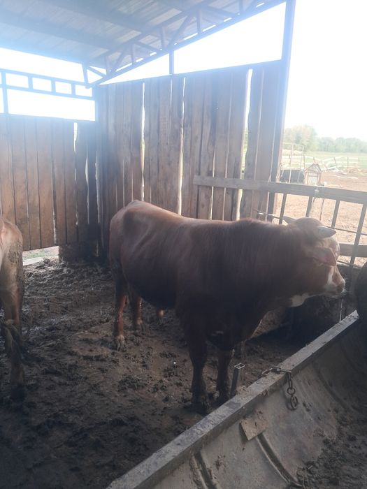 Продам быков подсосы