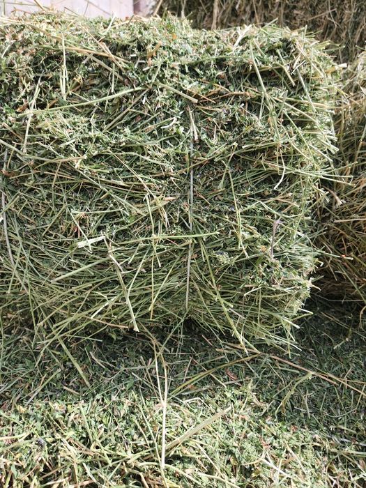 Шөп Жоңыршқа 2800 теңгеден түгі