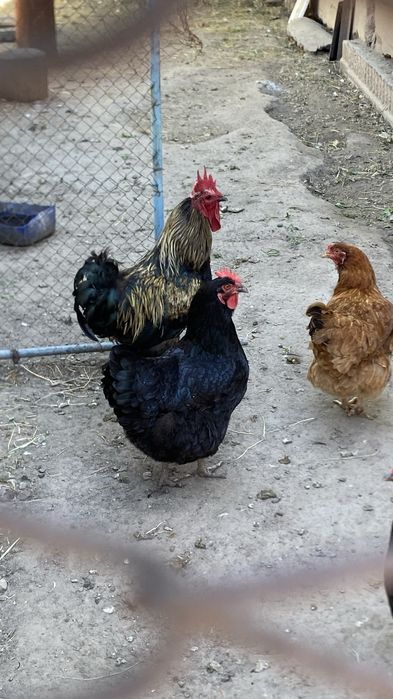Продам петуха  обращайтесь звоните