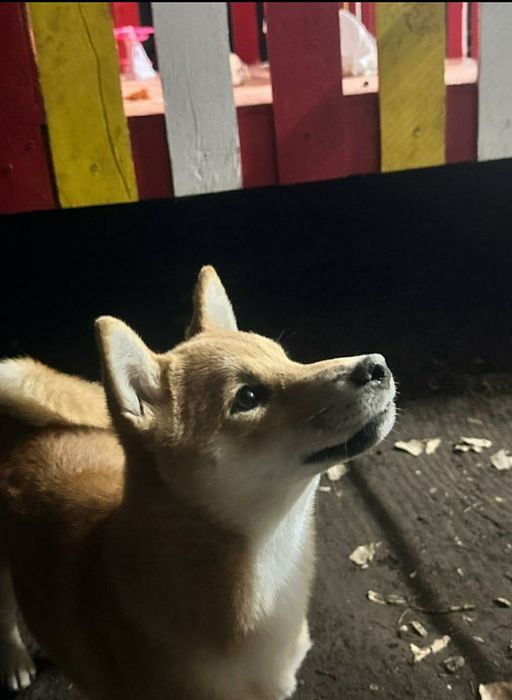 Продам малышку сиба-ину