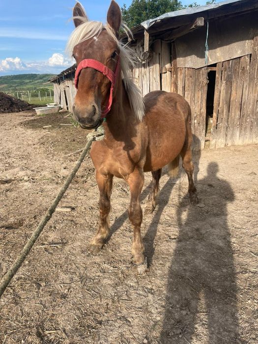 Vând un armăsar de 4 ani