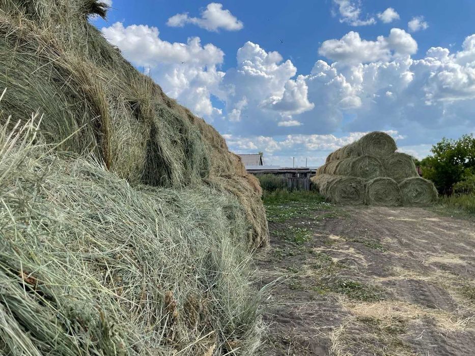Сено свежее в рулонах 2025