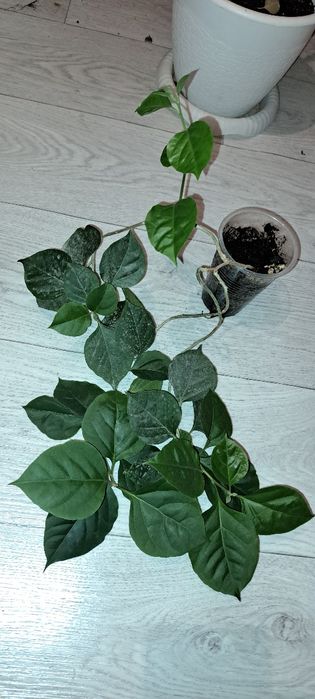 Домашние растения, цветущие