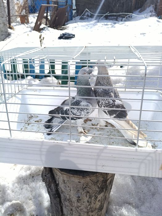 Продам голубей!!!