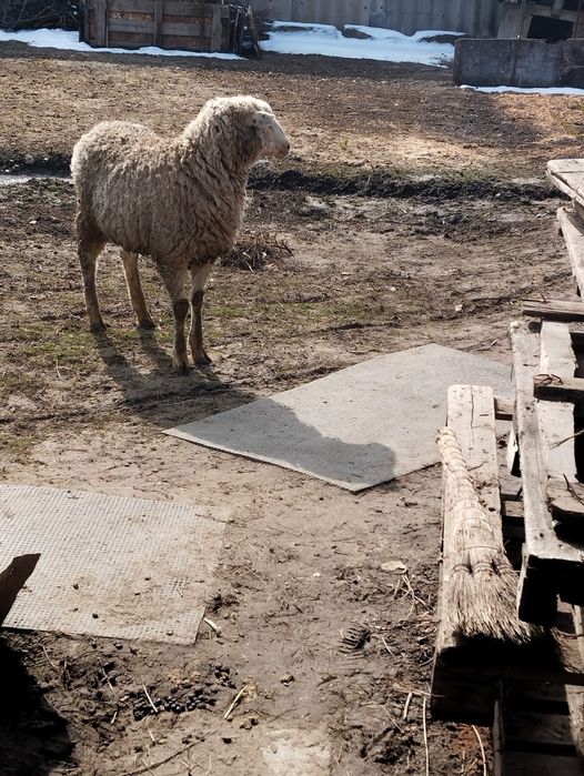Продам барашка жирный
