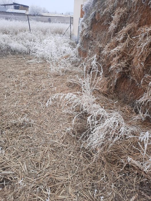 Продается сено прошлогодний, шоп сатылады