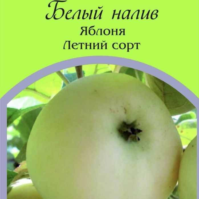 Саженцы яблони оптом