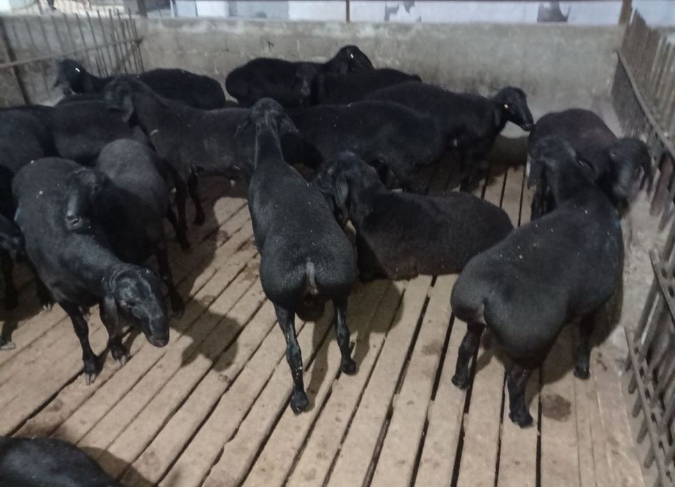 Exsonlik uchun qoʻylar