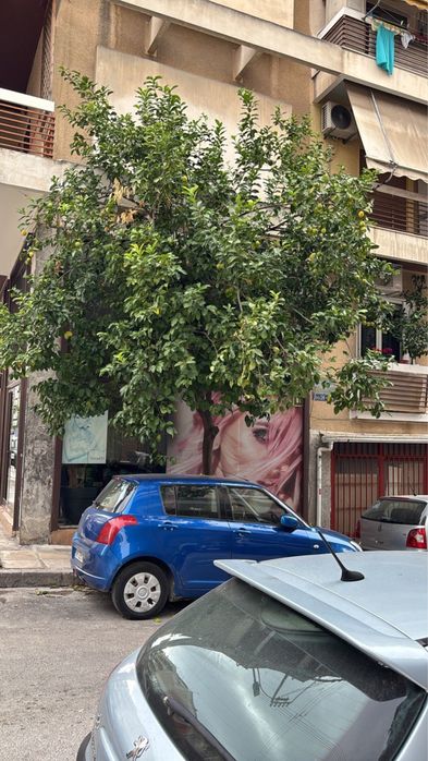 Лимонное деревце из Афин - Греция