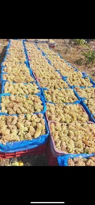 Vand struguri de vin toate soiurile cu transport la domiciliu