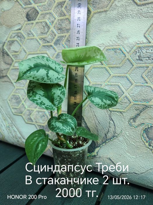 Комнатные цветы. Сингониум, сциндапсус.