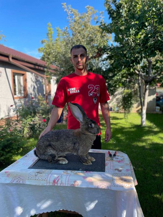 Femele / masculi uriaș german