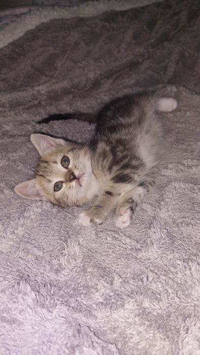 Продам шотландских котят