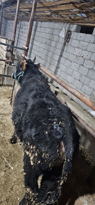 Өгіз сатылады  1жастан аскан