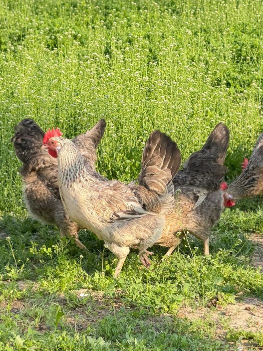 Барковская барвистая