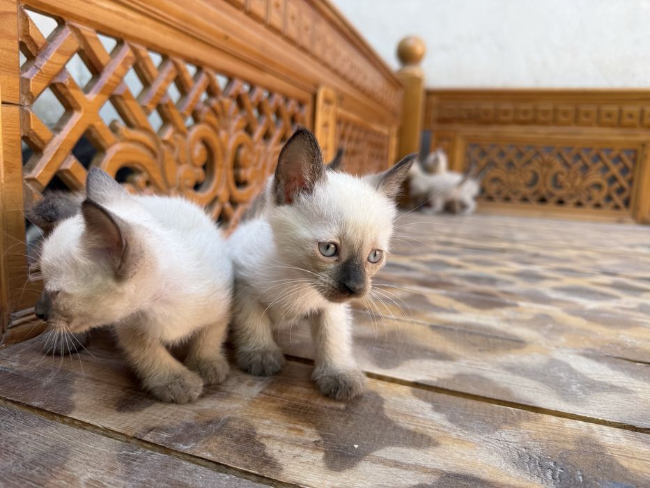Котята сиамские 2 месяца