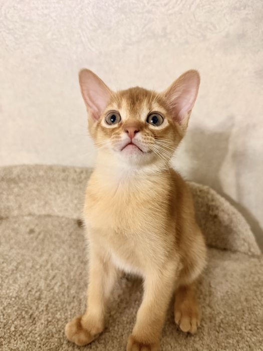 Абиссинские котята