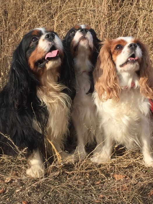 щенки японской сибы