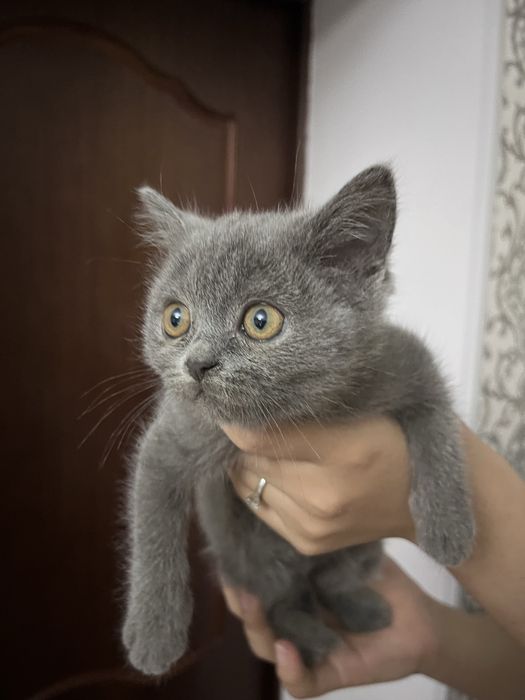 Продаю котят шотландский прямоухо
