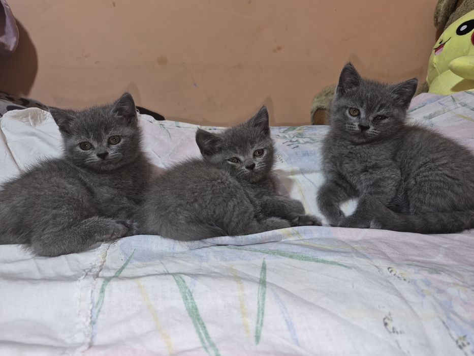 Продажа котят...