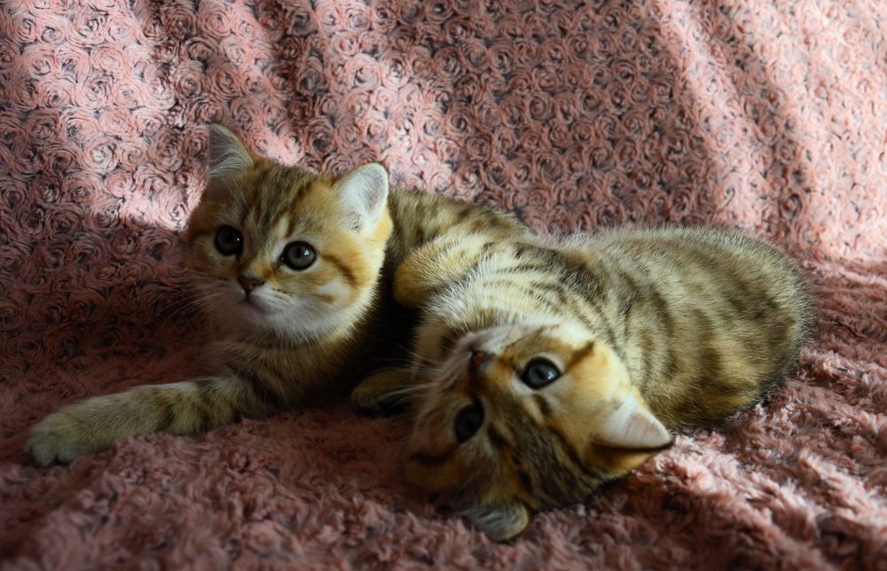 Златни и сребърни чинчили